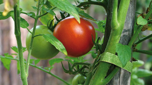 VELCRO® Brand Garden Ties