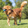 Petmate Chuckit! EcoFetch Recycled Rubber Fetch Ball Medium Dog Toy