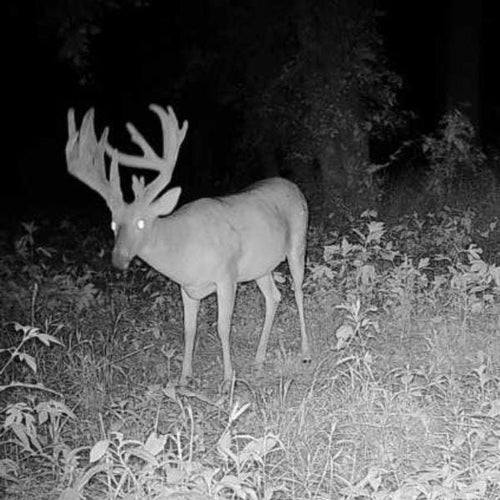 Ani-logics CRUSH® Brick Attractant Nature's Candy