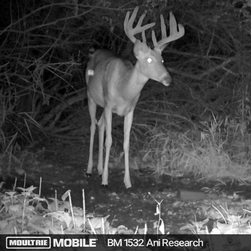 Ani-logics CRUSH® Brick Attractant Nature's Candy