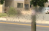 PIC Window Fly Traps